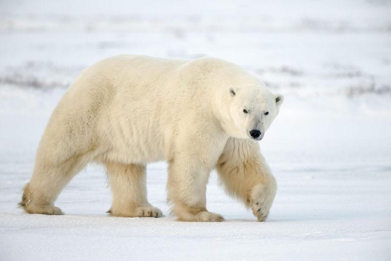正在孤独行走的北极熊