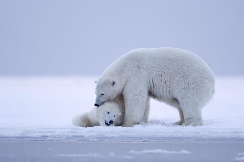 冰上的北极熊妈妈和北极熊宝宝