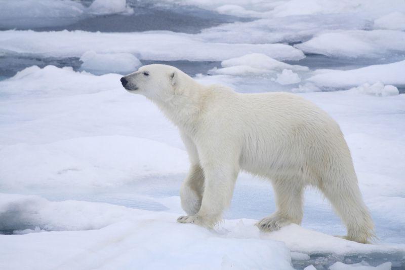 孤独的北极熊在浮冰上