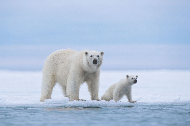 正在冰上行走的两只北极熊,