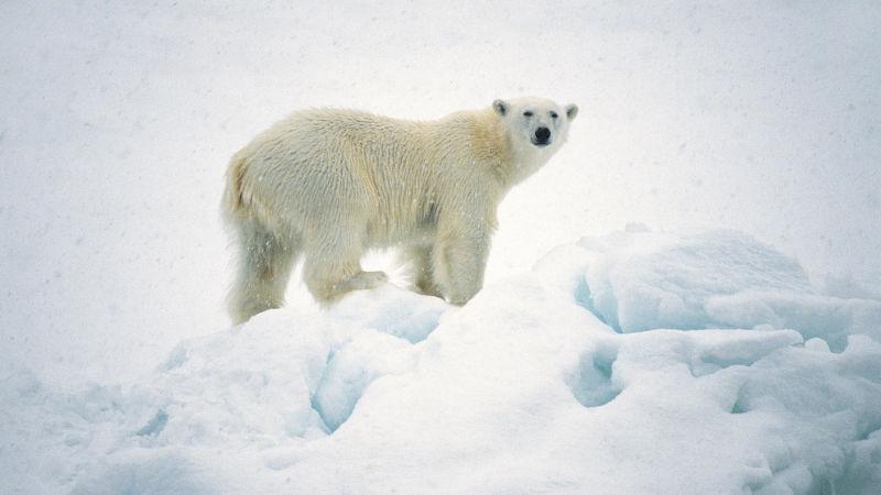 一块浮冰上的北极熊