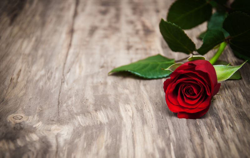 旧木板上的一枝红色玫瑰花