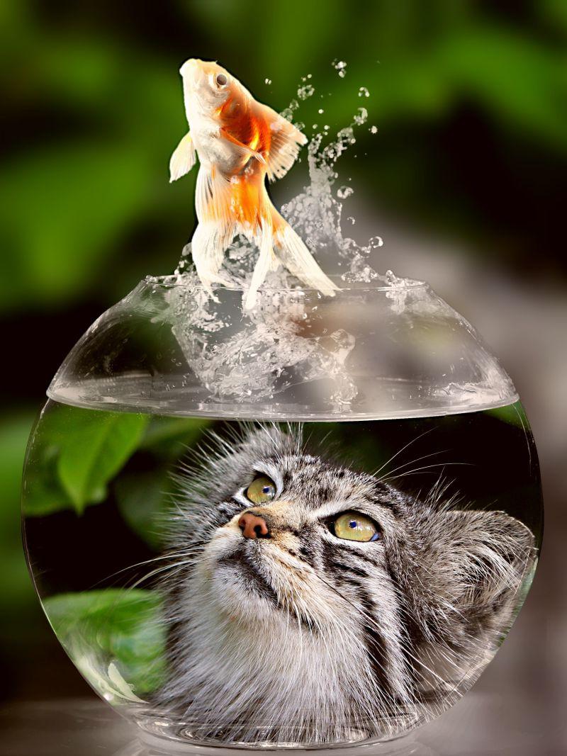 小猫全神贯注的捕捉鱼缸里的金鱼