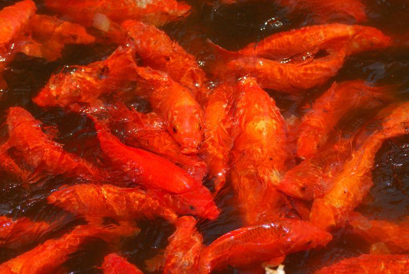 水里的红色金鱼群