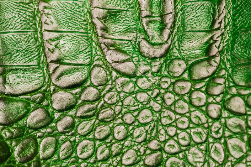 浮雕在绿色鳄鱼皮下的皮革背景