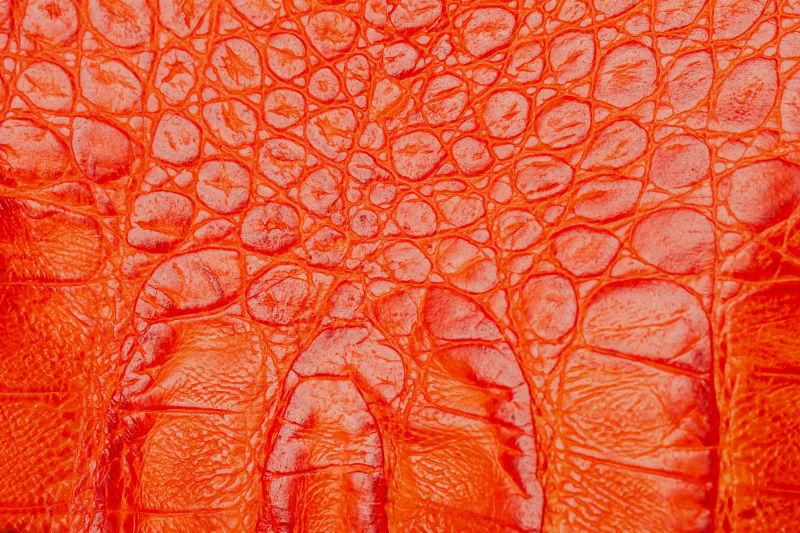 浮雕在红橙色鳄鱼皮下的真皮特写的纹理