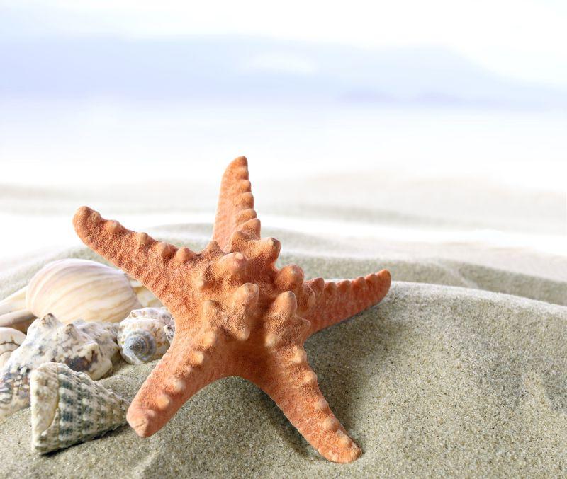 沙滩上的海星贝壳背景
