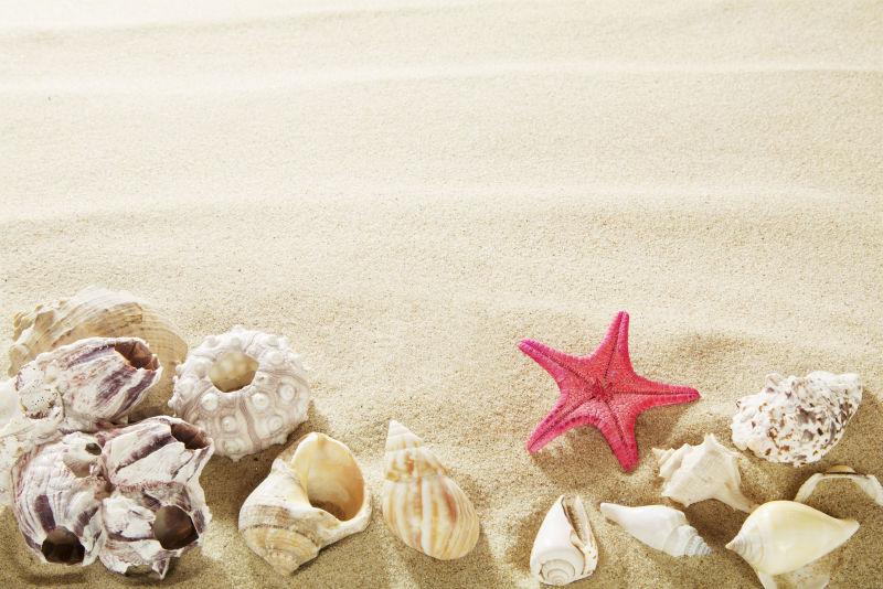 沙滩上的各种漂亮的贝壳