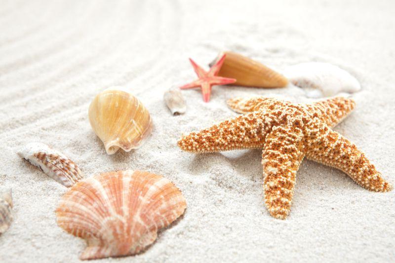 沙滩上的海星贝壳