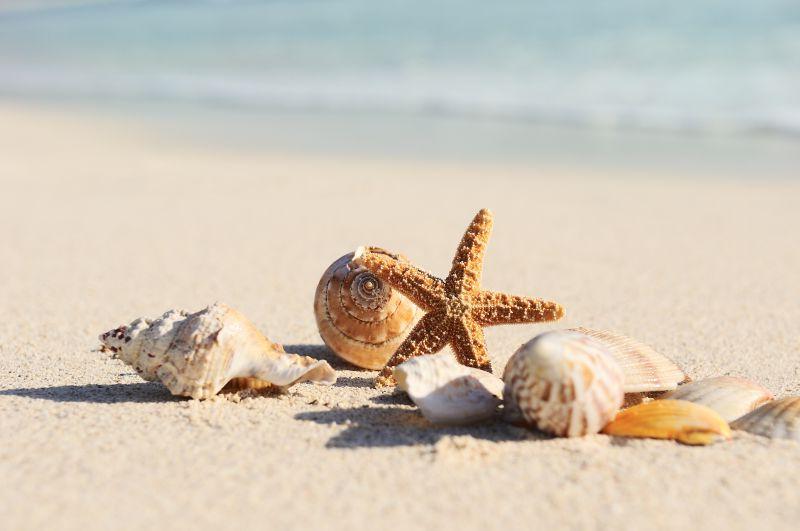 沙滩上的贝壳类背景