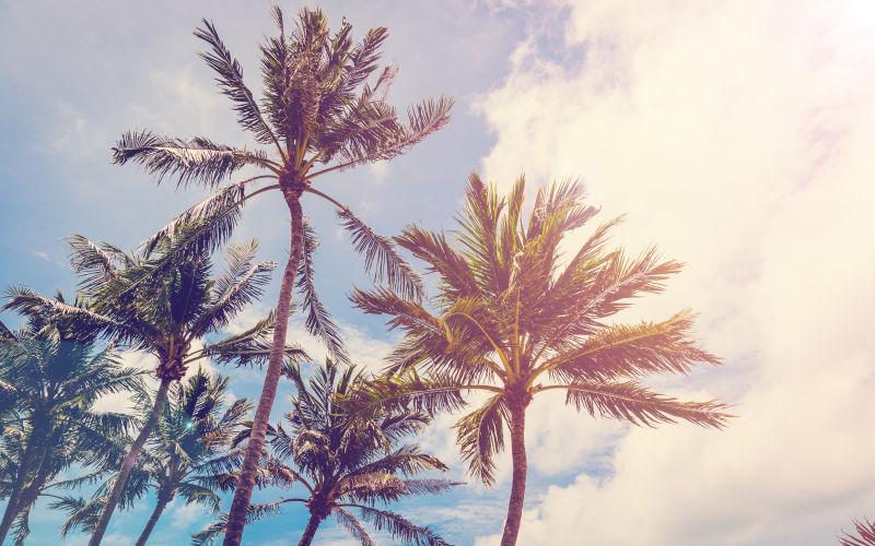 海滩上的椰树