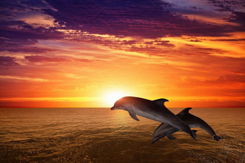 海上美丽的红色日落背景下跃起的海豚