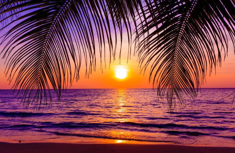 海边热带棕榈树上的日落