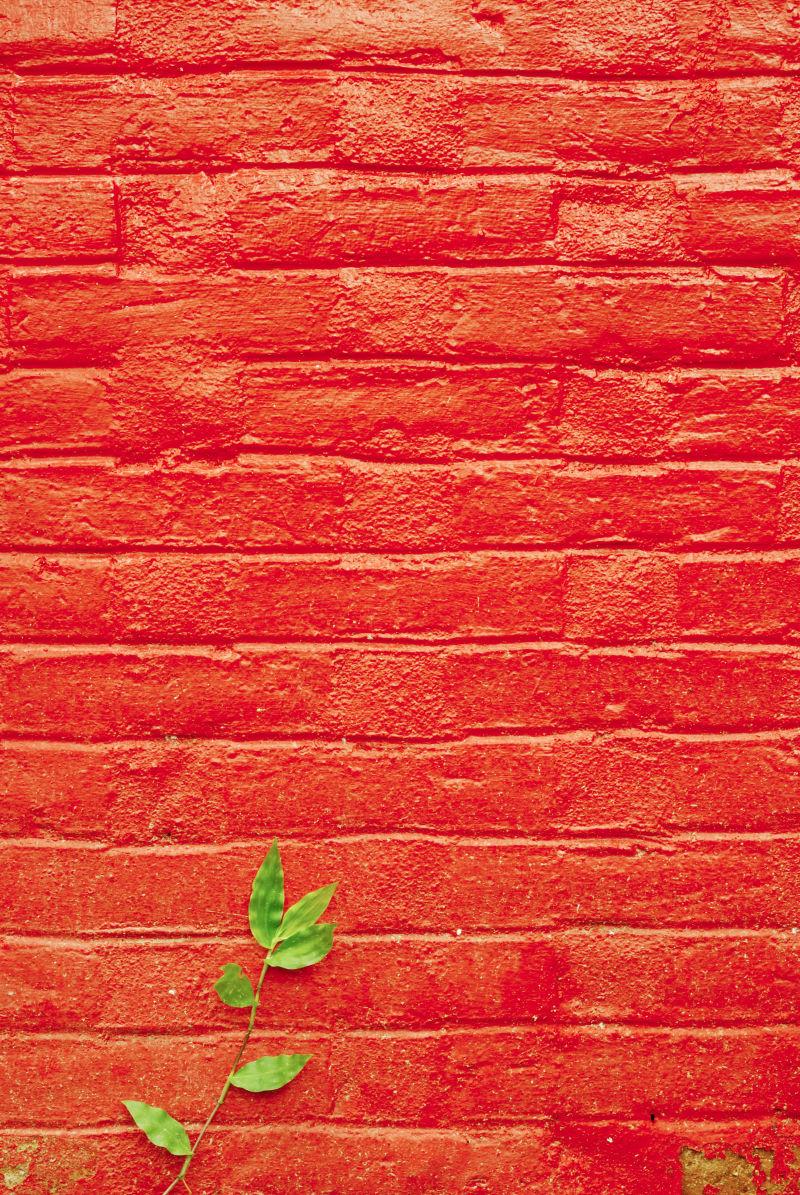 绿色叶子在红墙的背景下生长