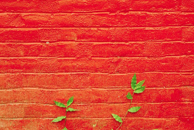 叶子在红墙的背景下生长