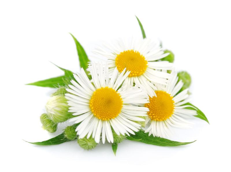 白色背景上的有花苞和花朵的白色洋甘菊