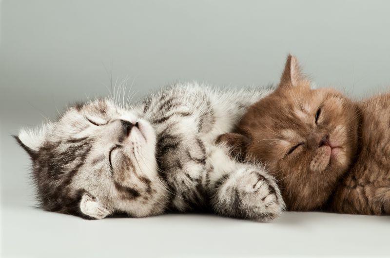 两只小猫趴在睡觉