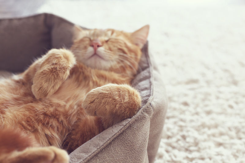 一只猫睡在柔软舒适的窝里