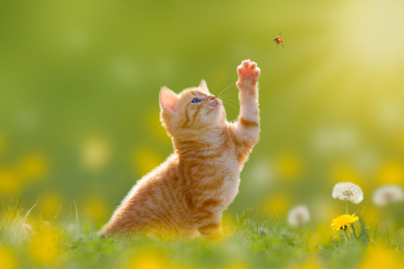 户外的小猫追捕瓢虫