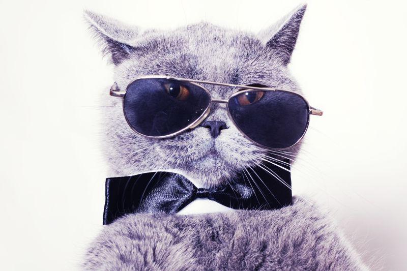 英国短毛猫戴太阳眼镜和领带