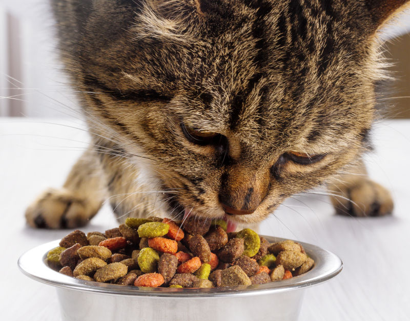 可爱猫吃干食物