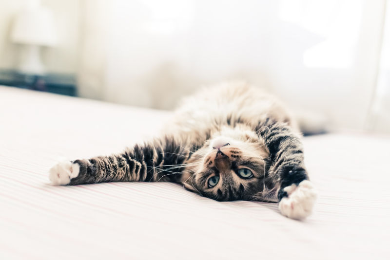 在床上伸展身体的灰猫