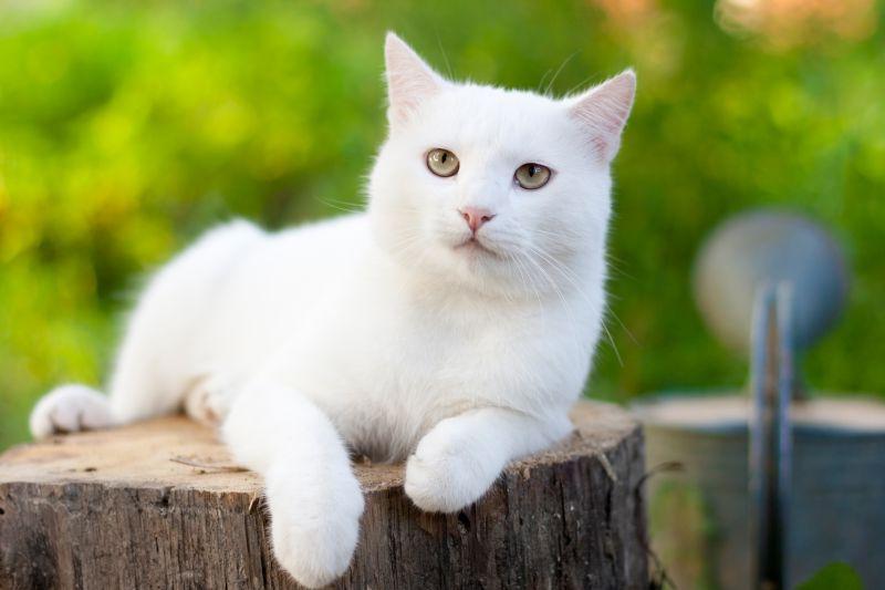 花园里的木桩上的白猫