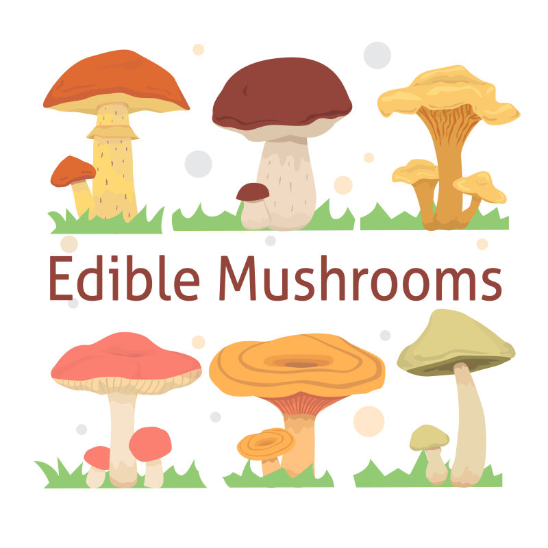 卡通的食用菌菇矢量插图