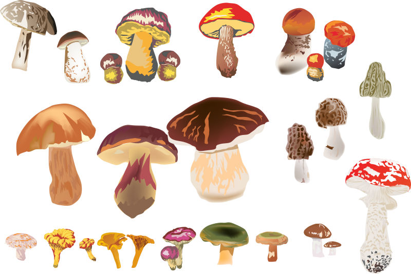 不同种类的蘑菇矢量