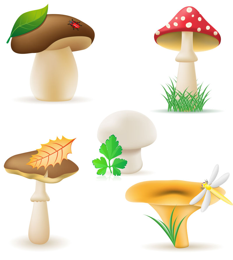 矢量的蘑菇插图