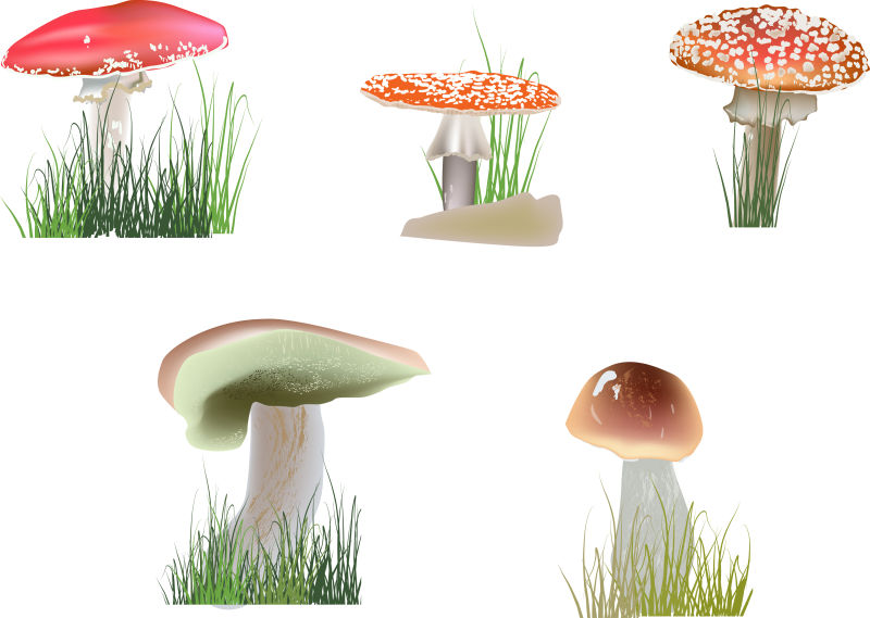 白色背景下的彩色蘑菇矢量插图