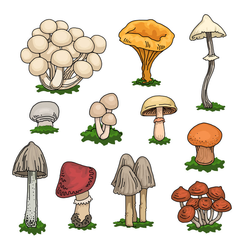 矢量的野生蘑菇插图