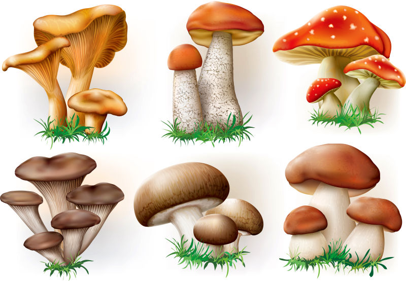 矢量的彩色卡通蘑菇插图