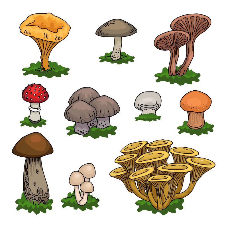 手绘风格的彩色蘑菇矢量插图