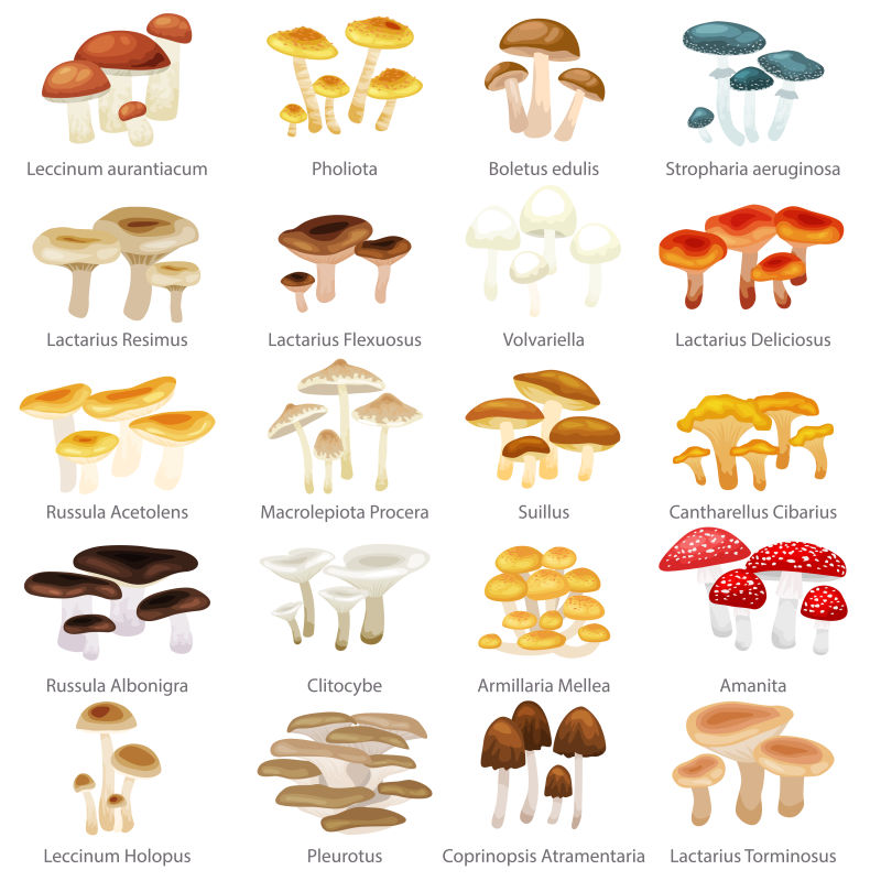 矢量的彩色蘑菇卡通插图