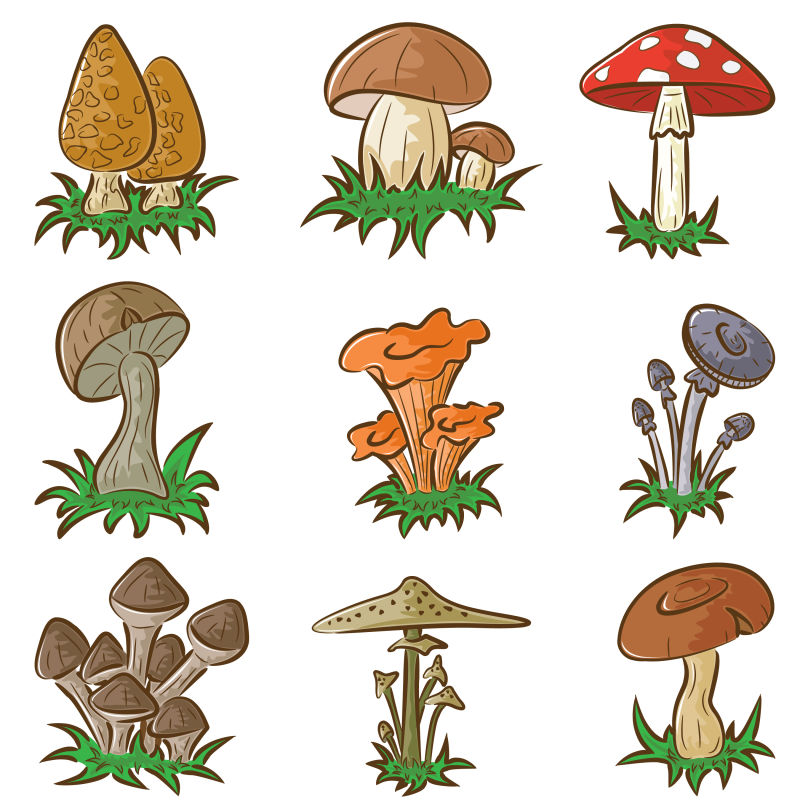 不同种类的蘑菇矢量插图