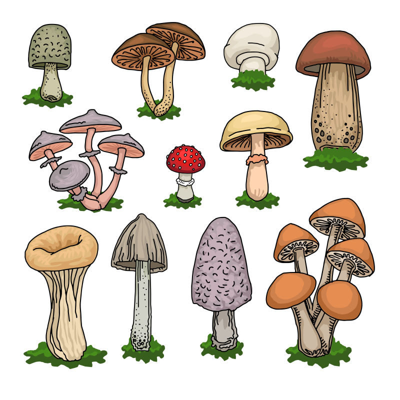 矢量的手绘风格蘑菇卡通插图