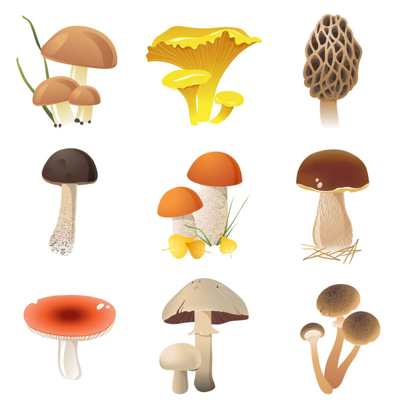 大型食用蘑菇矢量插图