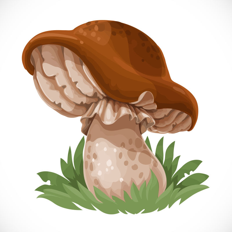 矢量的野生蘑菇卡通插图