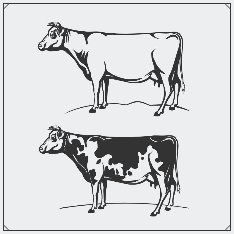 牛的矢量插图
