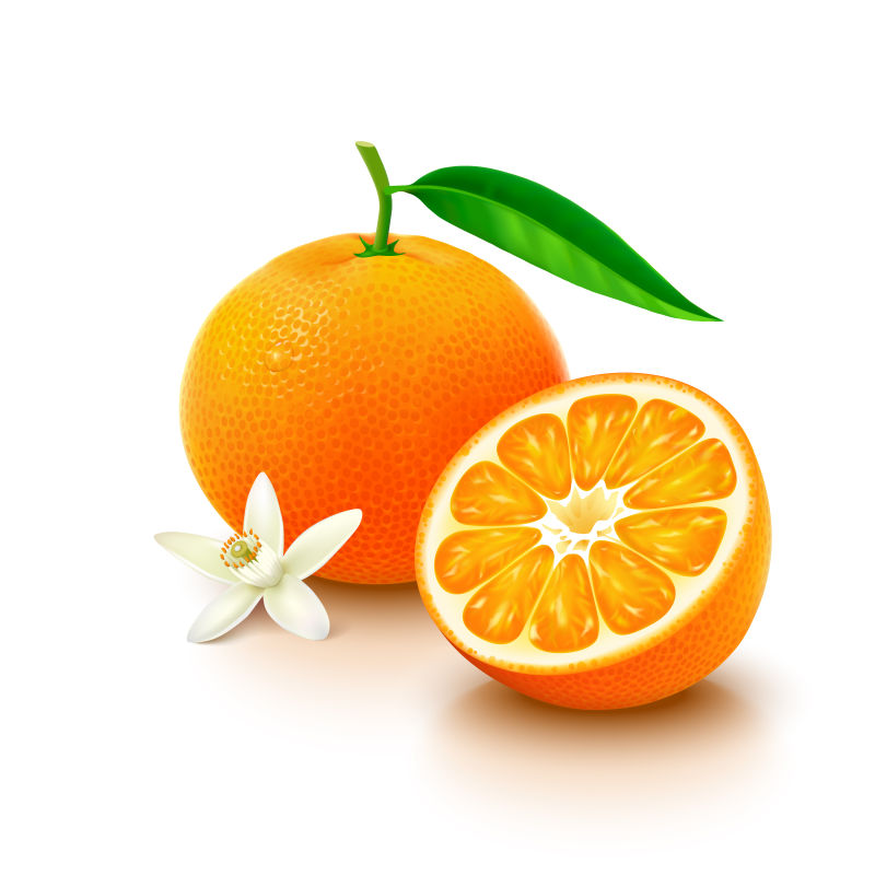 新鲜橙子的矢量插图