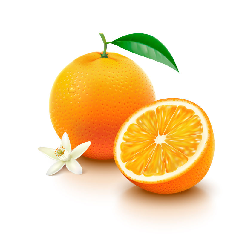 矢量橙子的插图