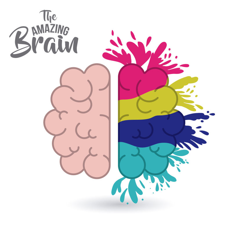 矢量的彩色人类大脑插图