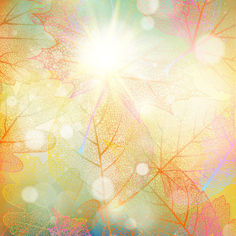 阳光下的美丽的树叶纹理背景