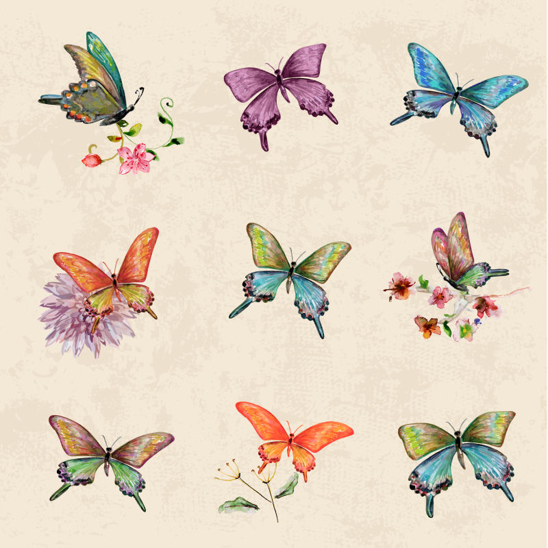 矢量水彩风格的蝴蝶插图