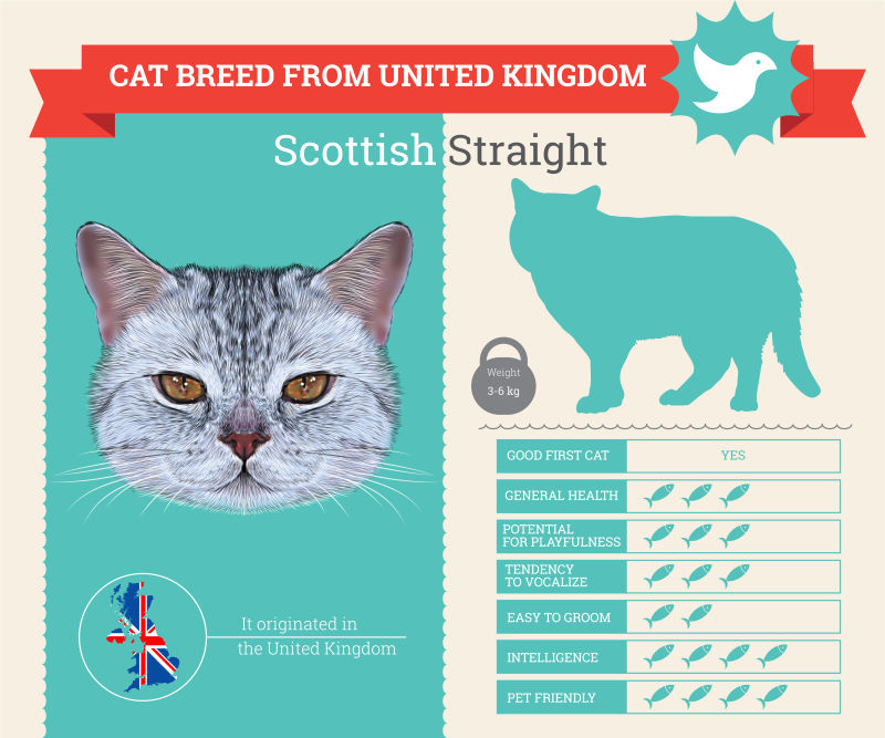 矢量苏格兰直猫品种的信息图表