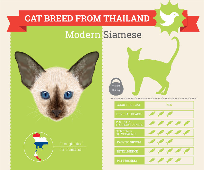 矢量泰国暹罗猫的信息图表