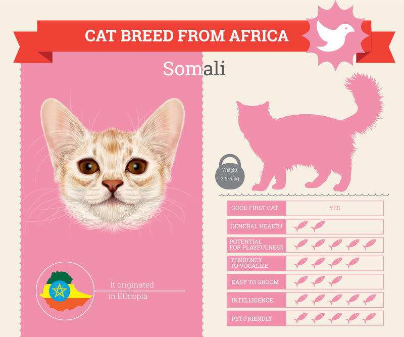 矢量索马里猫的信息图表
