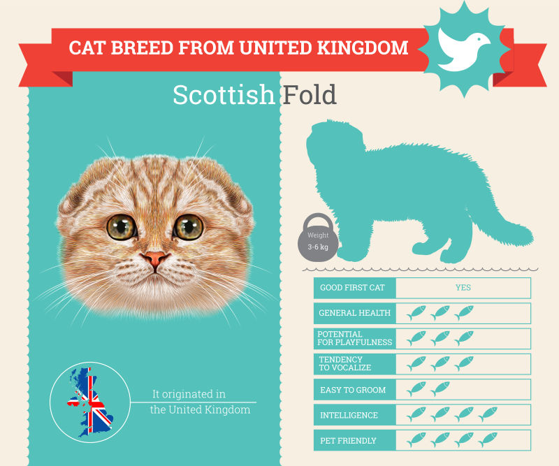 矢量苏格兰折耳猫信息图表