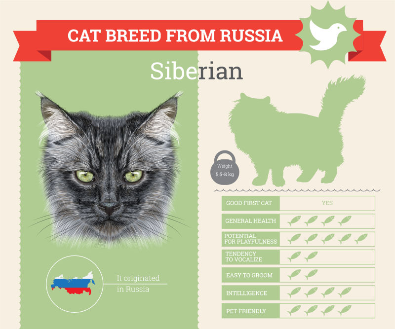 矢量西伯利亚猫品种的信息图表